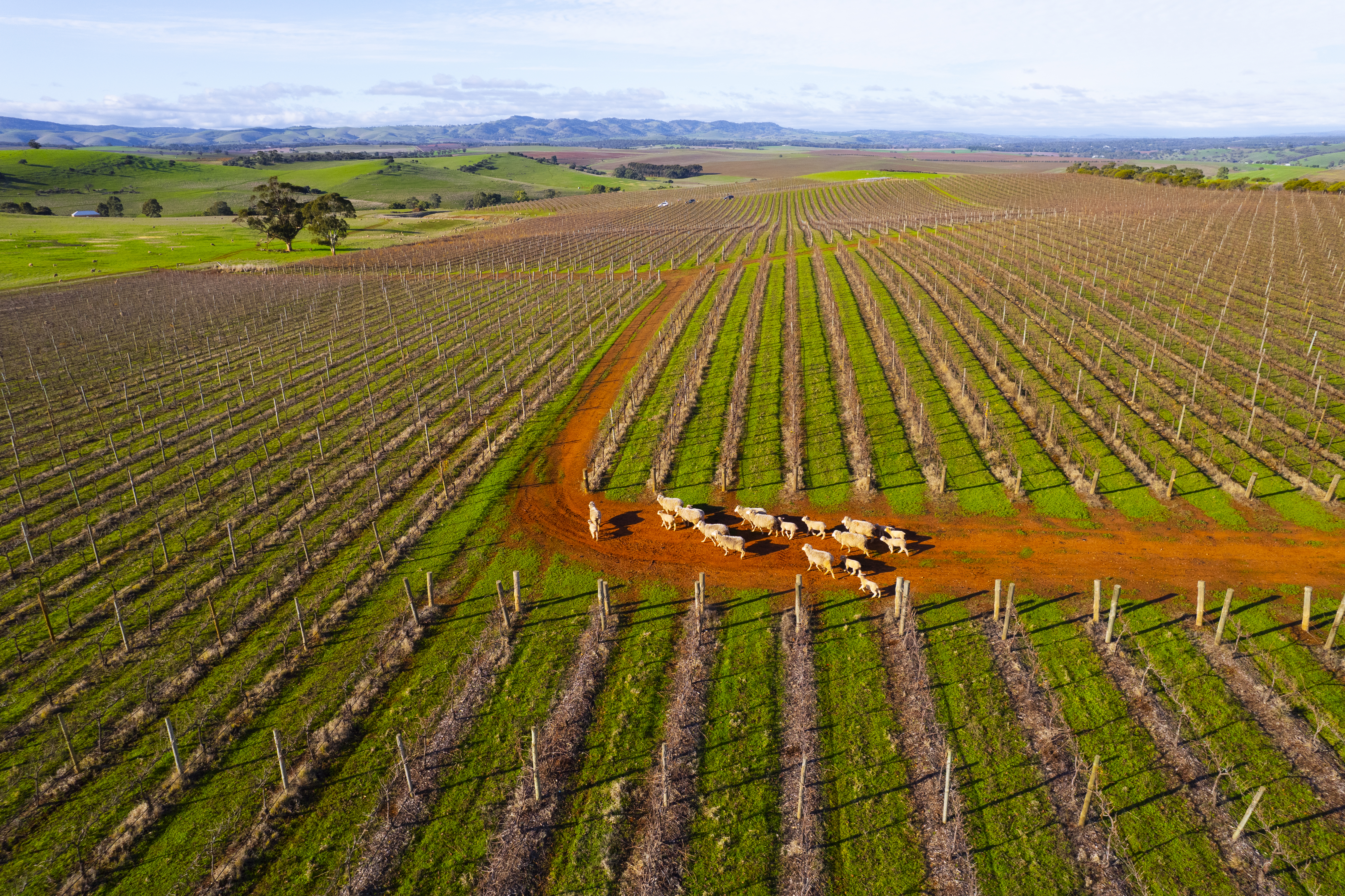 Sustainable agriculture fields